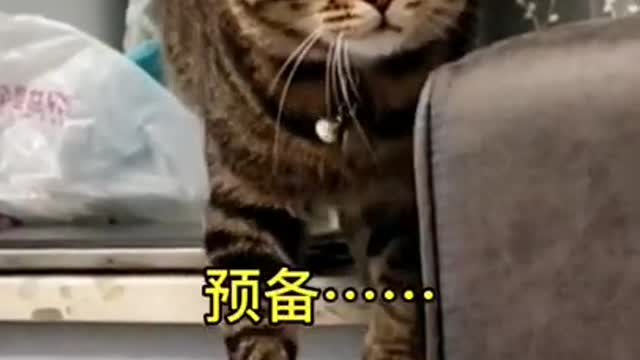 Cute Cats and Funny Animals Compilation