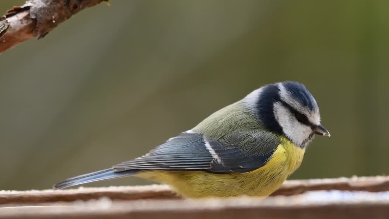 blue tit bird in wild life eating