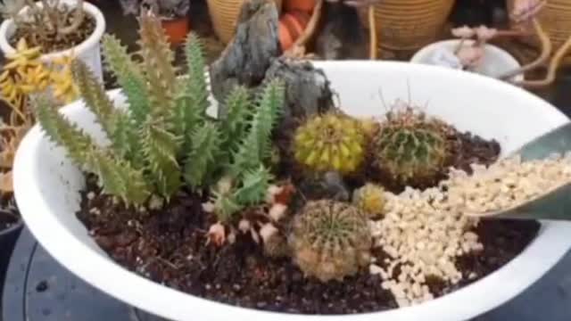 Teach you how to make bonsai easily 2