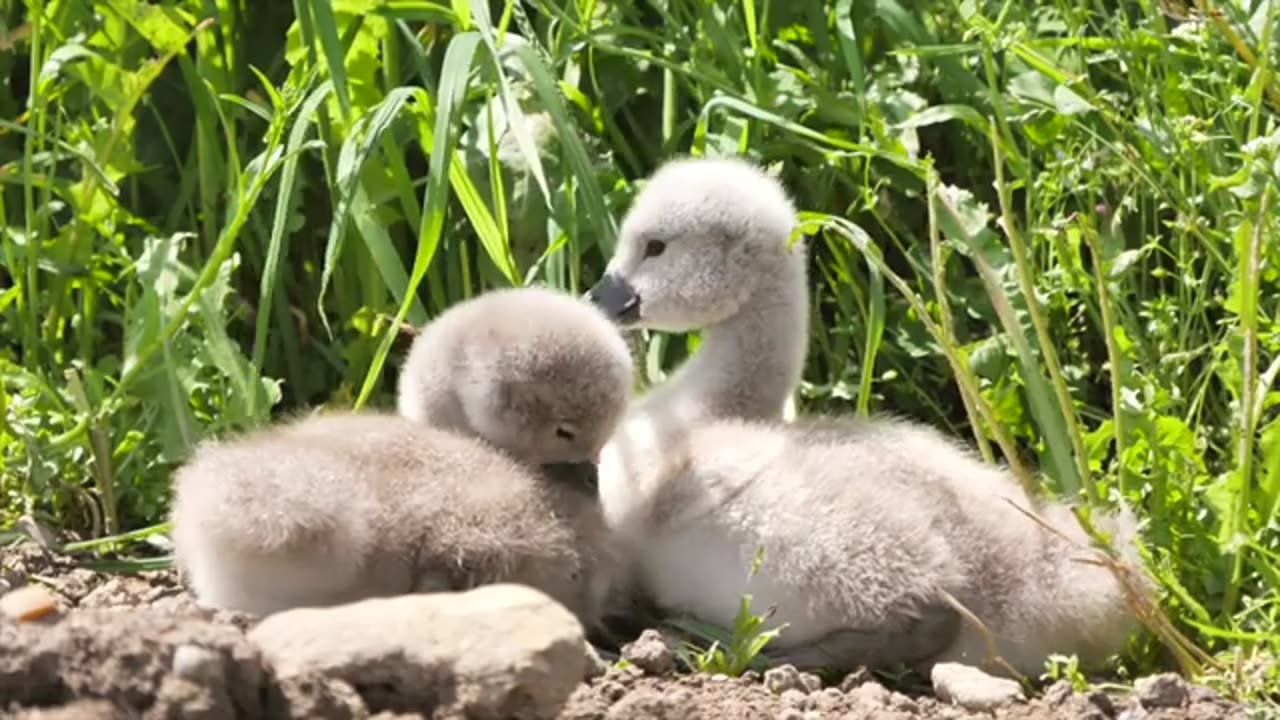Wildlife's _ππ©π¦₯πππ
ππ¦ποΈπππ¦ππAnimals