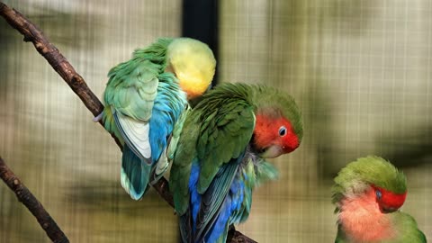 Surprisingly captured Beautiful Parrots at backyard