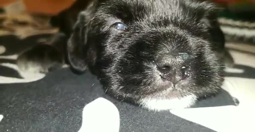 Newborn Puppies Open Their Eyes