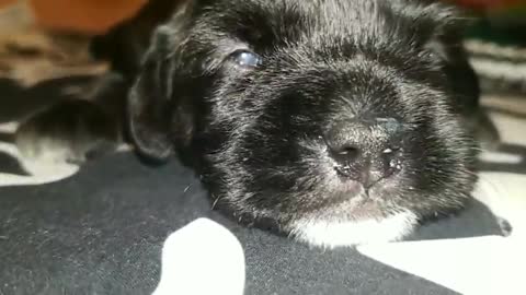 Newborn Puppies Open Their Eyes