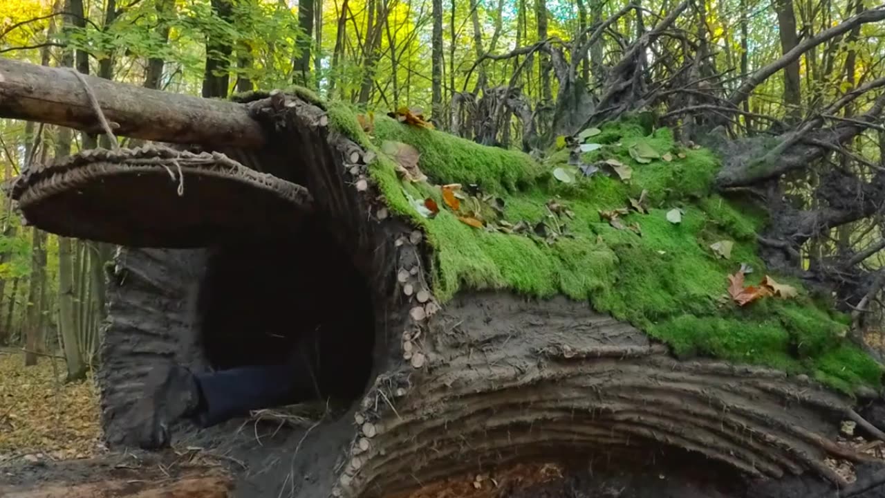 Build shelter from fallen tree trunks, cook in new shelter