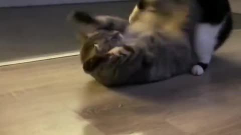 Funny animals #tiktok #Cats #Dogs