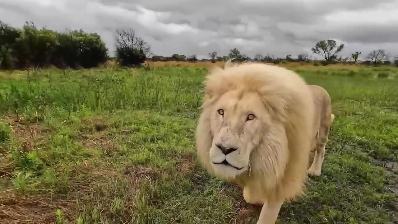 L’attaque de Lion la plus BRUTALE de l’histoire!