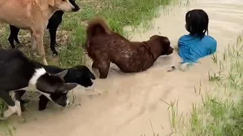 👦🦮 Five pet dogs rush to save boy floating in a flooded ditch