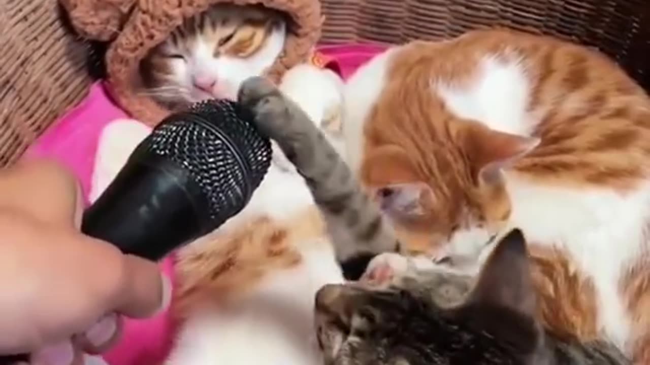 Cute cats compilation