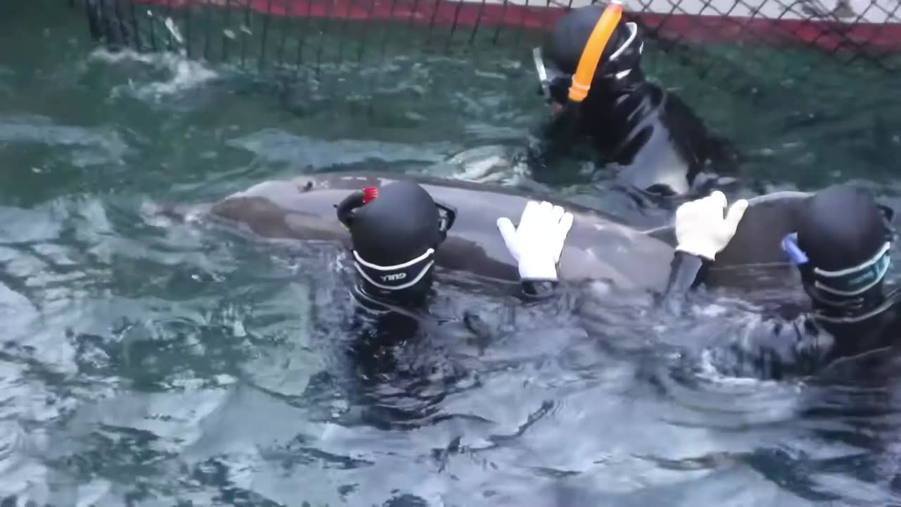 This is Japan: A Group Of Rough Toothed Dolphins Driven Into The Cove