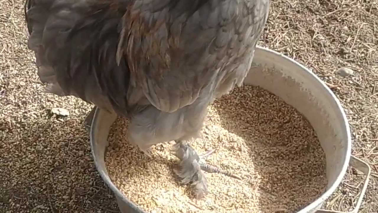 A happy little rooster.