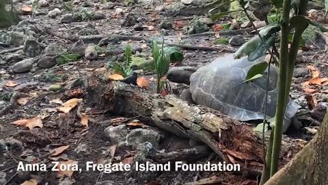 ‘Vegetarian’ giant tortoise filmed attacking and eating seabird