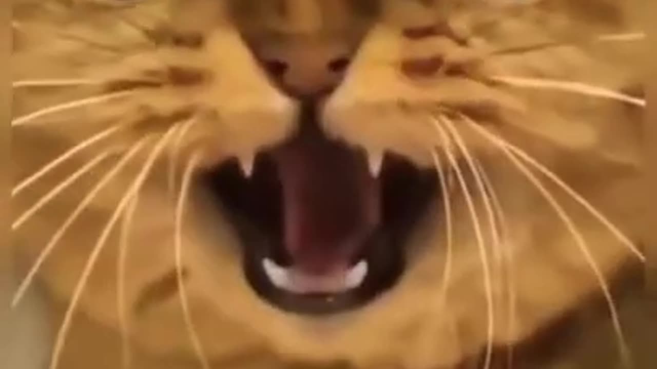 Funniest CAT Videos