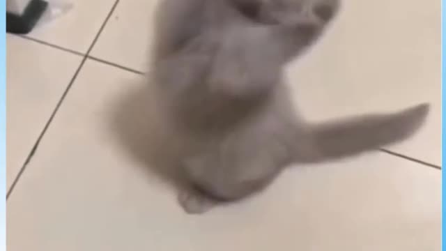 Cute Cat #Funny #Video