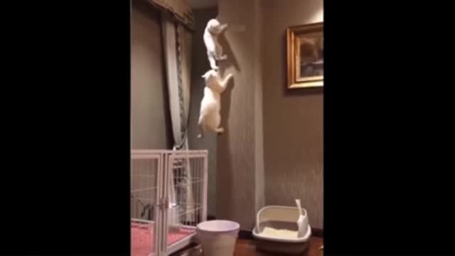 Cat faniy videos viral video animal's