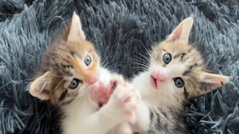 8You Definitely Laugh； I Believe In ItFunny Animal Videos ； Funniest Cats And Dogs Videos ：😇😇😇😇 #