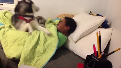 Funniest Cat, Dog & Pets Home Videos