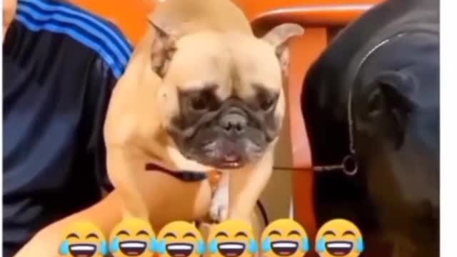 Funny Dog😂🐶🐕 || Funny Animals Videos😆😂