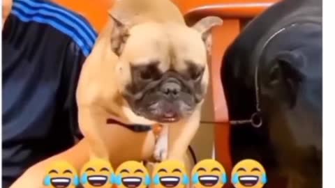 Funny Dog😂🐶🐕 || Funny Animals Videos😆😂