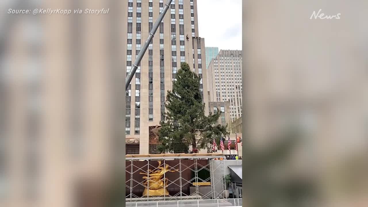 Timelapse Shows Rockefeller Tree Lifted Into Place in NYC