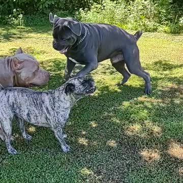 The most friendly Corso