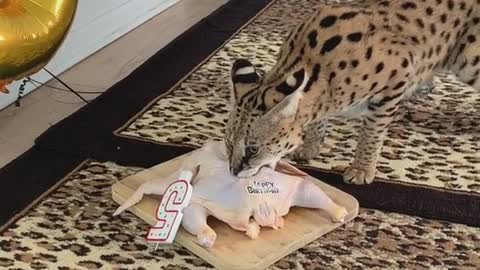 Happy Birthday Stryker! ❤️😼😊