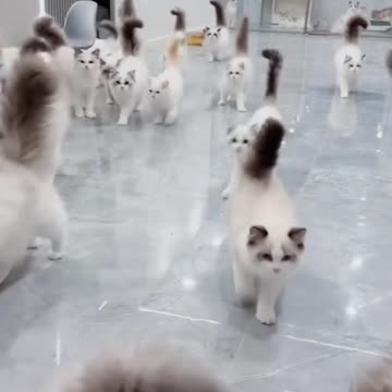 Fanny cat videos | cat videos | Kitty cat videos 2023