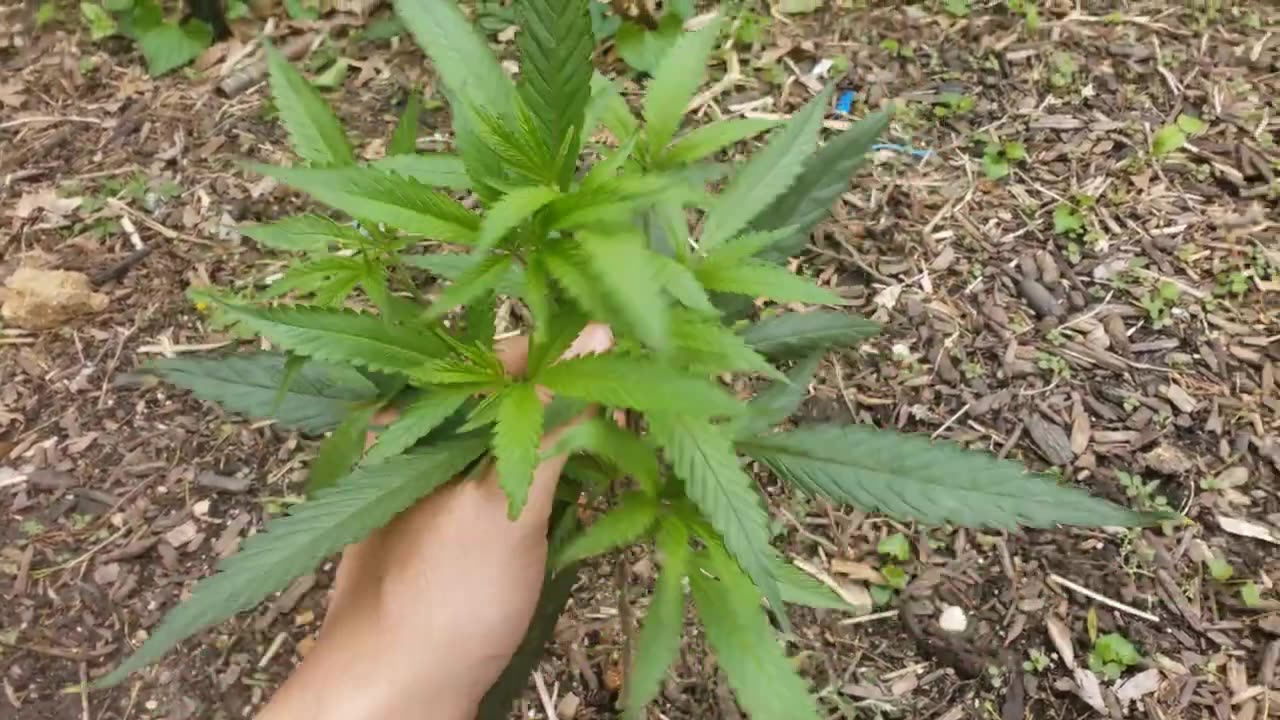 2023 Outdoor Cannabis Garden Tour | Garden Update [#03] - May 1