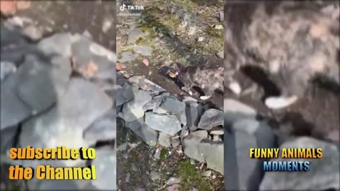 funny animal videos