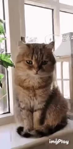 Cute Cat Gif
