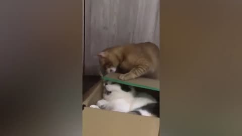 New Cute Cats Videos | Funny Animals Video