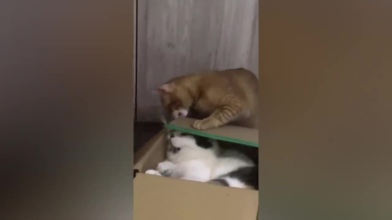 New Cute Cats Videos | Funny Animals Video