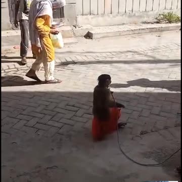 Funny video cat 🐱 and dog 🐕