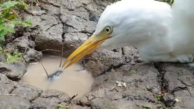 Intelligent bird vs big catfish