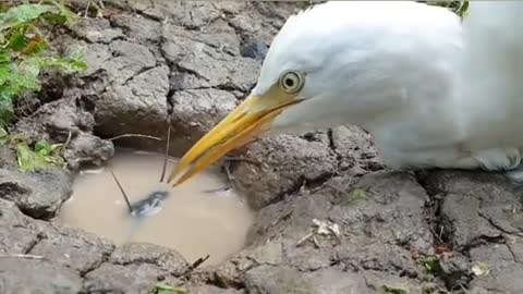 Intelligent bird vs big catfish