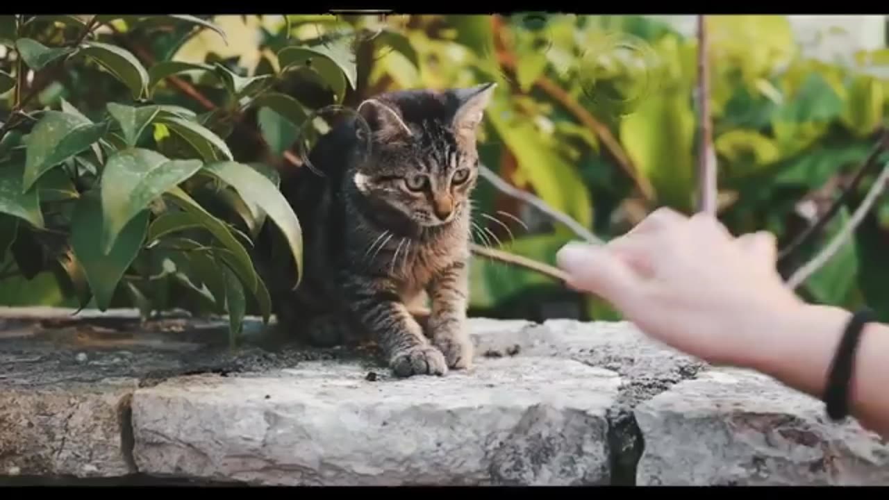 So Cute Cat