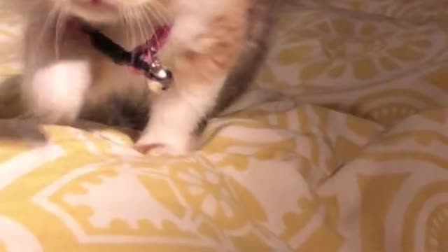 funny animal videos cat