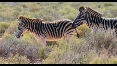 10 interesting zebra facts __ Wild beautiful Animal's about life 2022