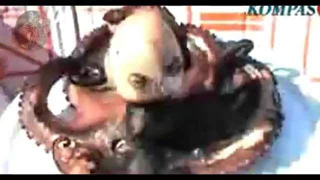 GROSS!! WATCH WITH CAUTION,UPDATE ON HUMAN CHIMERA & ANIMAL HYBRIDS-OMG SMH