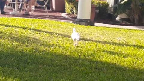 Una Garceta En Un Jardin