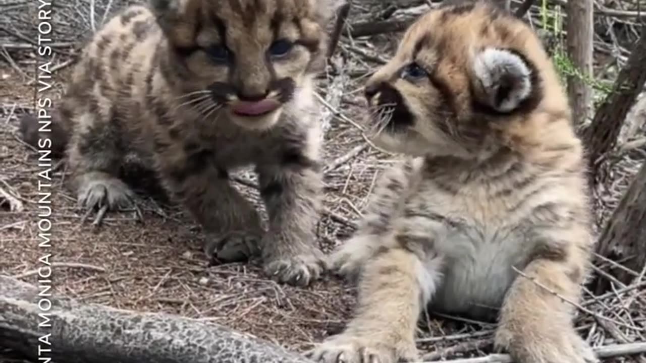 Mountain lion cubs 'roar' and purr for the camera