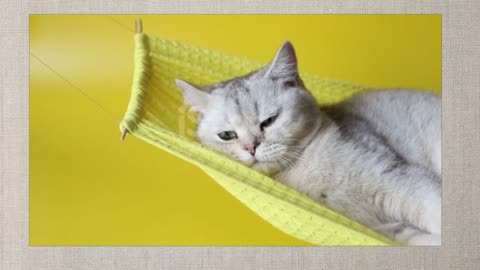 Funny cat video