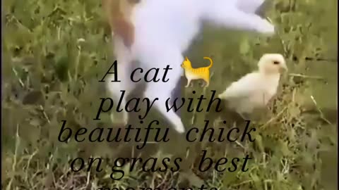 Cate and chick play on grass