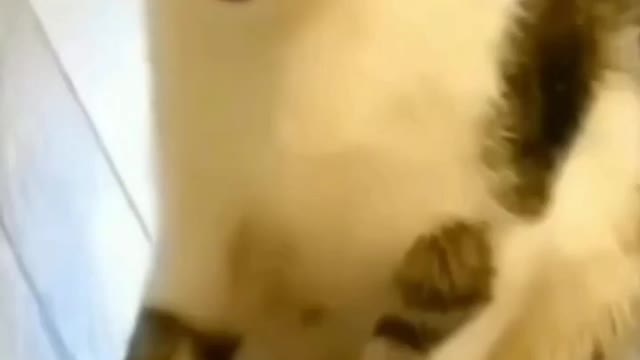 Funny cat videos