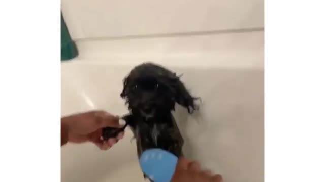 bathing dog