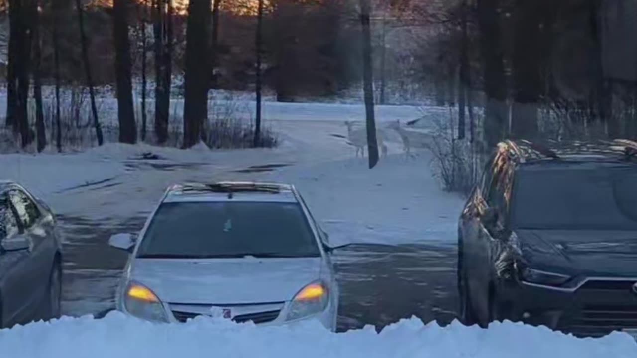 Herd Of Albino Deer