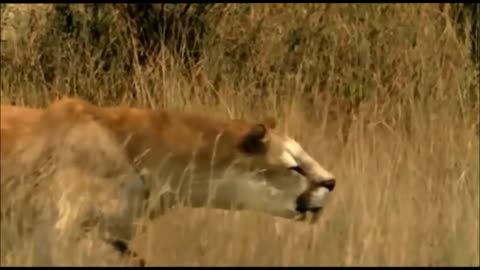 TRILOGY OF LIFE - Walking with Beasts - "Saber-Toothed cat" (Smilodon populator)