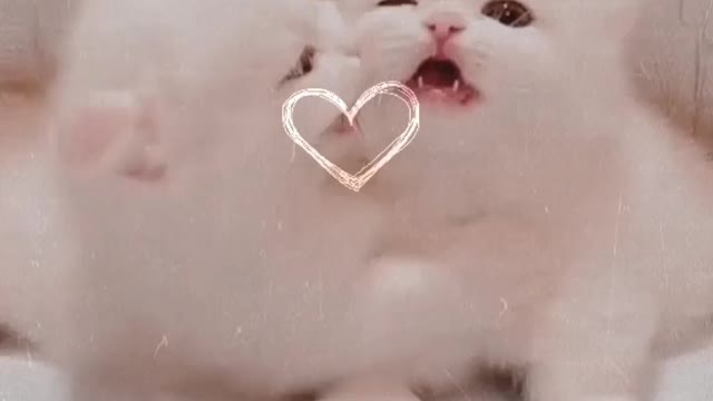 Cute cats couples π saving cats ππ₯Ίπ»π»