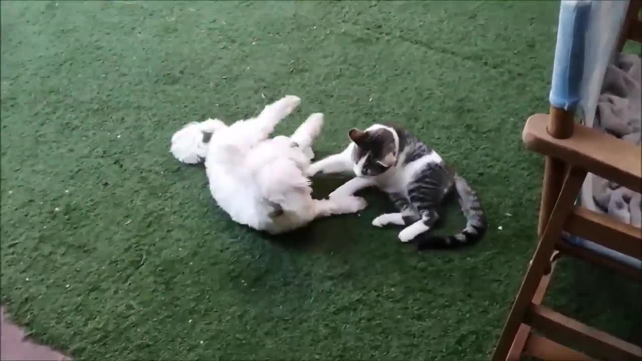 Funny and cute cat and dog playing together 2022#@32#