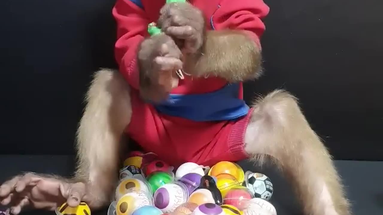 monkey