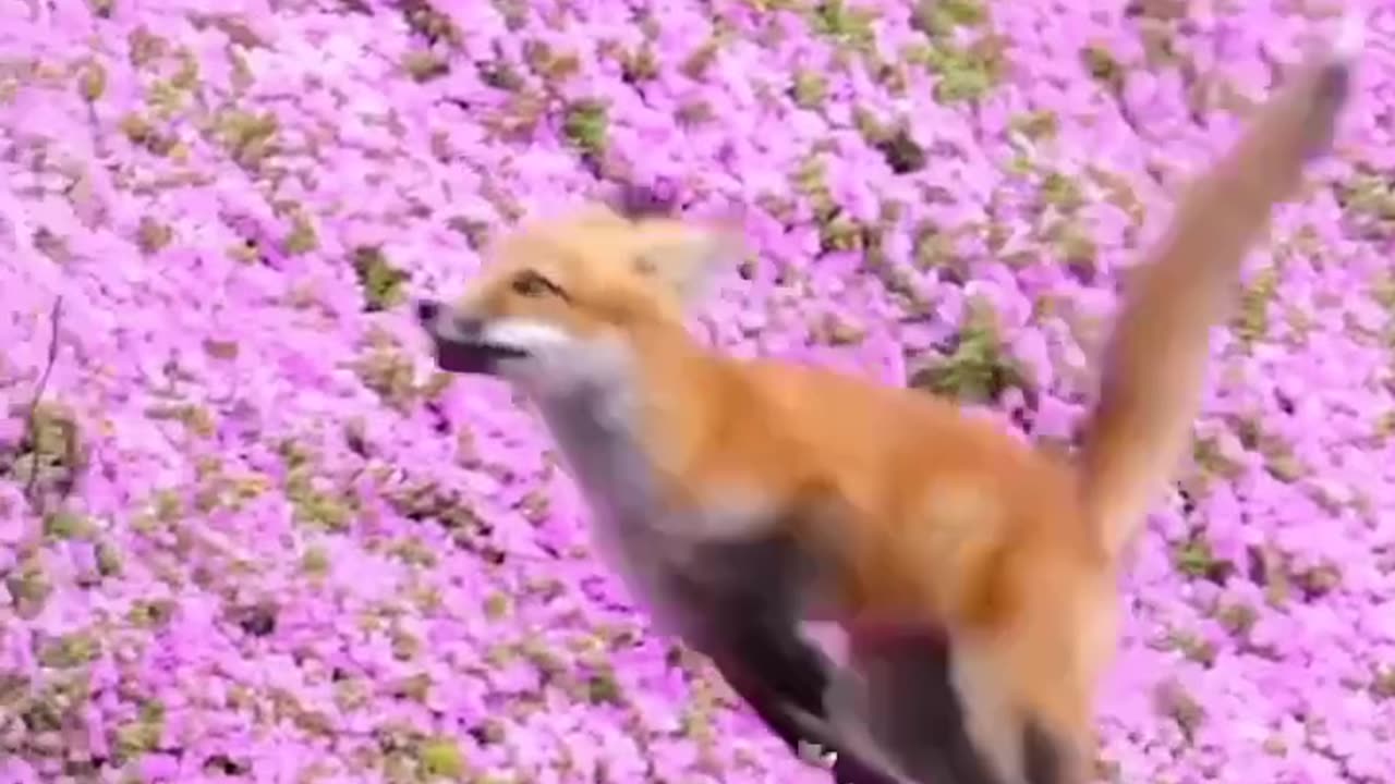 Red Fox Kit Zoomies #shorts #shortvideo #video #virals #videoviral